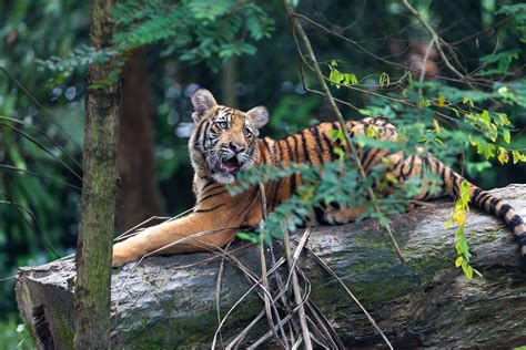 Senyum zoo negara retreat is an alluring and cozy residence offering four rooms nestled in kemensah heights. Tiger (Panthera tigris) - Zoo Negara, Kuala Lumpur, Malays ...
