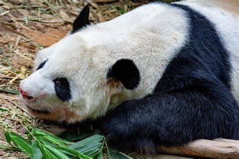 Sleeping Panda Bear Cute Panda Bear While Sleeping In A Zoo Photograph