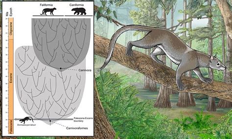 Dormaalocyon Latouri Prehistoric Mammal Sheds Light On Origins Of