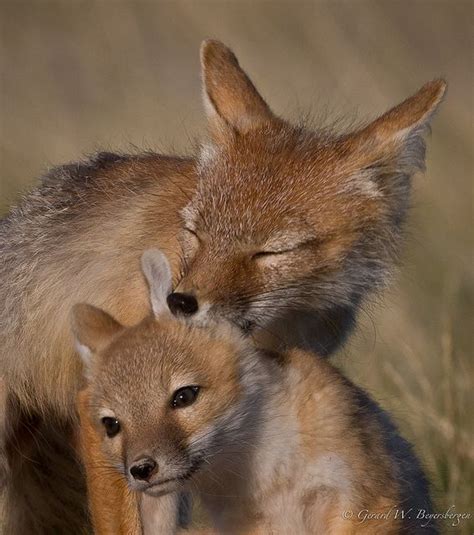 Swift Fox Swift Fox Animals Beautiful Fox