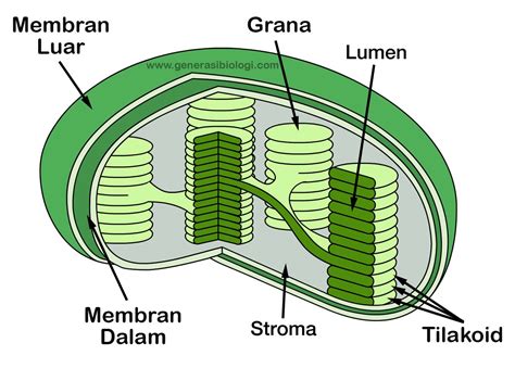 Bagian bagian di sci : Proses Fotosintesis dan Cara Mudah Menghafalkannya ...