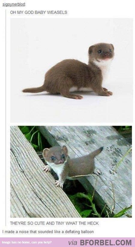 Baby Weasels Are So Adorable With Images Cute Baby Animals Cute