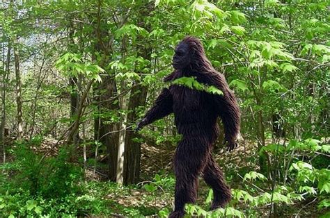 Tv With Thinus Sasquatch Animal Planet Expanding Its Search To Go