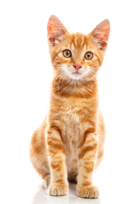 Cute Cat Png Image Cats Blog