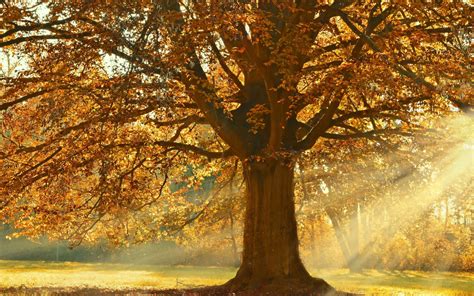 Autumn Rays Of Light Trees 5k Macbook Air Wallpaper Download