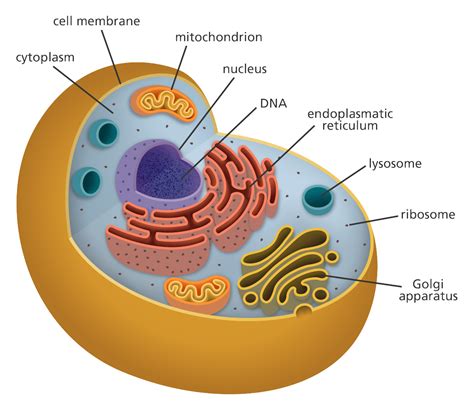 Basic Animal Cell Diagram Clipart Best