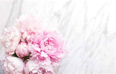 Light Pink Peonies Bouquet Wallpapers Wallpaper Cave