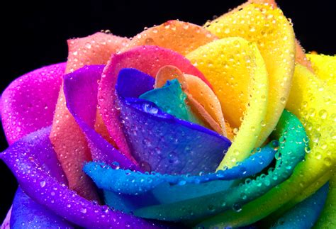 Dye flowers with food coloring, and make a unique rainbow rose. rainbow roses | Rainbow Rose | RAINDROPS -DEW ETC ...