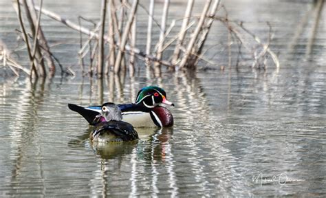 Wood Ducksgreenbelt Maryland Michael Oberman Flickr