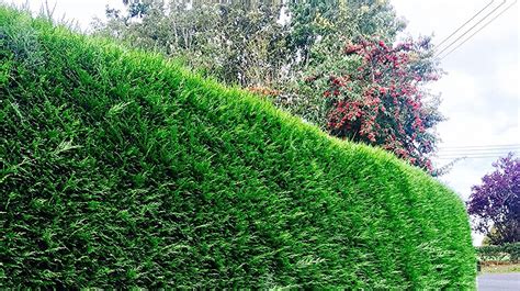What Is A Fast Growing Evergreen Hedge The Best Hedges For Screening