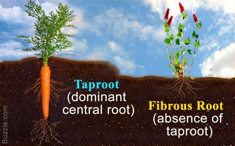 The Differences Between A Taproot And Fibrous Root System Taproot