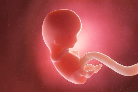 Semana 9 Del Embarazo Síntomas Desarrollo Del Bebé Y Recomendaciones