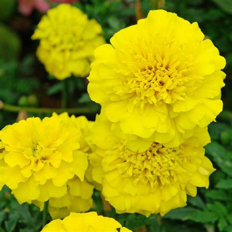 Shop for silk flowers at wholesale prices from silk flower factory. Bonanza Yellow Marigold Plants for Sale | Free Shipping