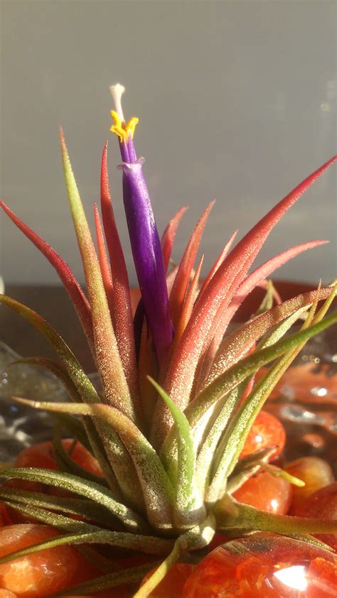 Photo Of The Week Tillandsia Bromeliad Plant Care