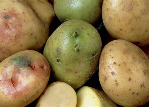 Potatoes That Have Turned Green And Poisonous Stock Image H1101075