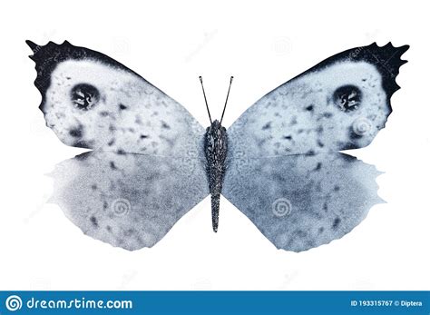 Large White Butterfly With Open Wings Stock Illustration Illustration