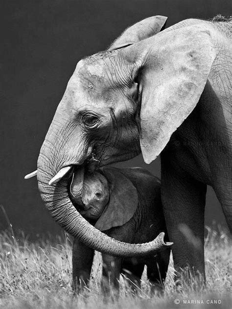 Pin By Jessica Alford On Elephants Baby Animals Elephants Photos
