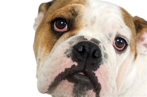 The #1 forum for the english bulldog enthusiast! How to Care for an English Bulldog's Eyes - Pets