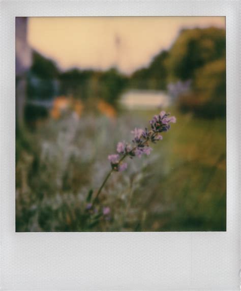 Lavender Sprig Converted Sx 70 Sonar Polaroid Originals 6 Flickr
