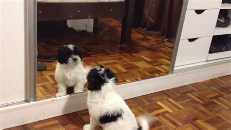 Puppy Looking Into The Mirror For The First Time Youtube