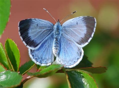 Holly Blue Butterfly Identification Facts And Pictures