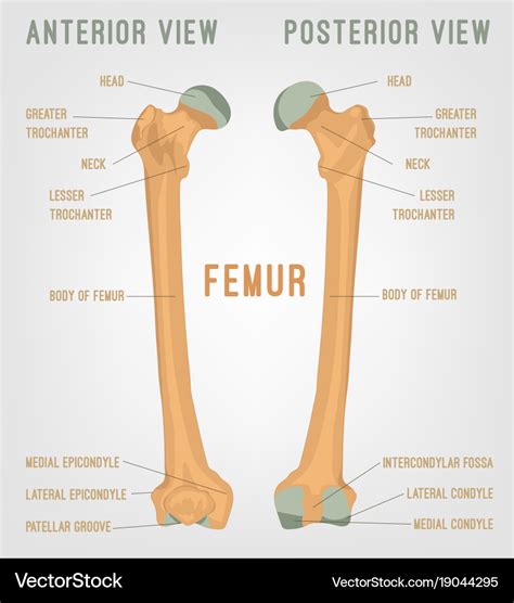 Human Leg Bones Diagram What Are The Leg Bones Of The Human Body