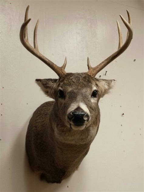 Whitetail Deer Mount Taxidermy Aggressive Pose Done By The Mad
