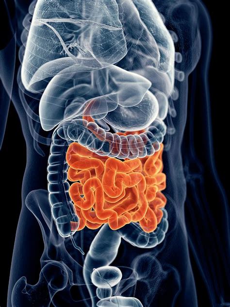 human small intestine photograph by sebastian kaulitzki science photo library pixels