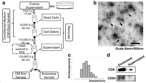 Isolation And Identification Of Exosomes A Flowchart Of Conditioned