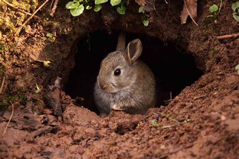Why Do Rabbits Dig Holes Then Fill Them In