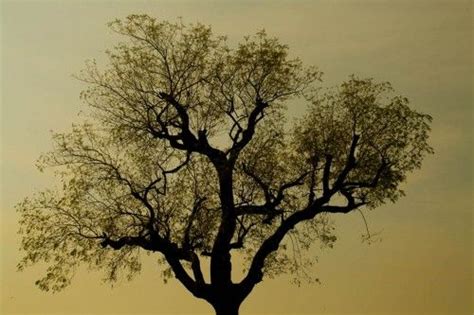 Tree silhouette, Nature, Silhouette, Tree, tree silhouette, wallpaper, Photographer Anurag Jain ...