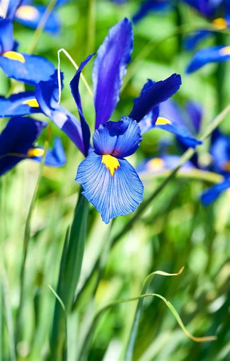 Blue Iris Flower Stock Photo Image Of Iris Flowers 55598258