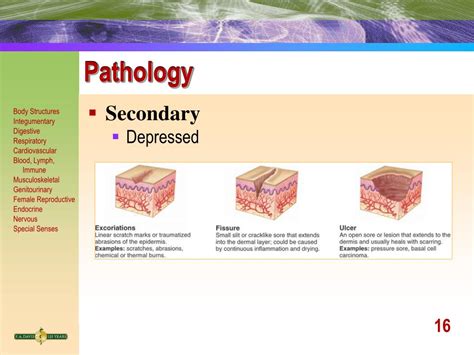 Ppt Chapter 4 Body Structure Powerpoint Presentation Free Download