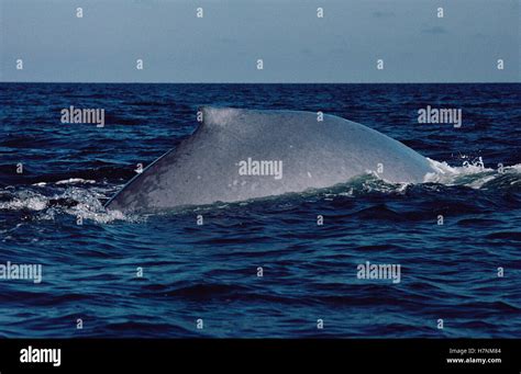 Blue Whale (Balaenoptera musculus) dorsal fin, Sea of Cortez, Mexico