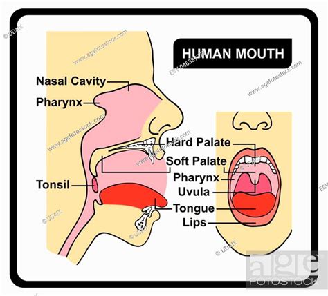 Human Mouth Anatomy Diagram Including All Parts For Medical Science