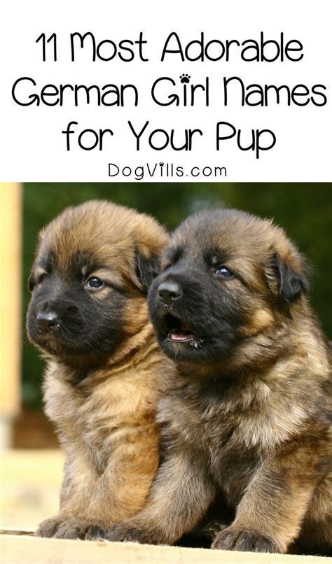 11 Most Adorable German Girl Dog Names For Your Pup Girl Dog Names