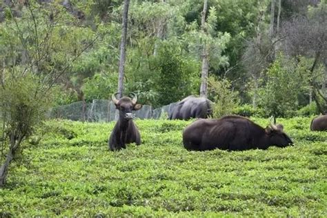 The Birth Of Raimona Assams Sixth National Park The Shillong Times