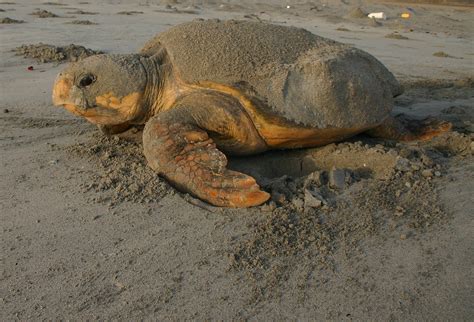 Do Not Disturb Floridas Nesting Sea Turtles Sea Turtle