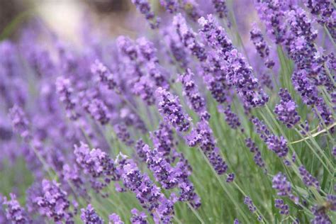Lavandula Angustifolia English Lavender