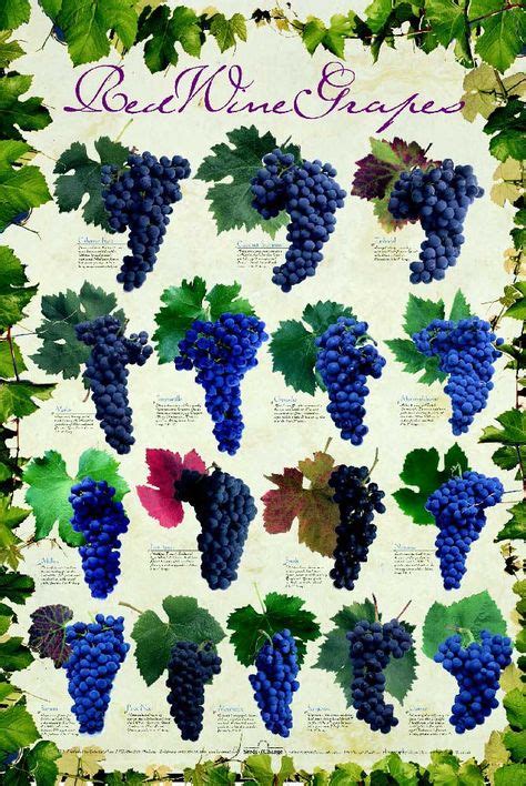 Red Wine Grape Varieties Poster On The Farm White Wine Grapes Wine