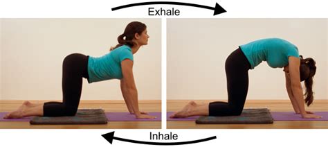 Места престон спорт и досугстудия йоги cat&cow studio pilates barre yoga stretch. Back Muscles! Overview,Stretching & Strengthening Ex ...