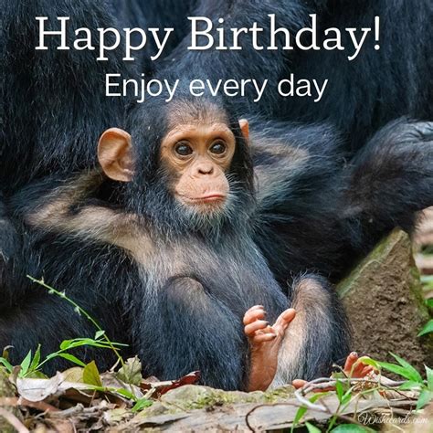 Happy Birthday Images And Cards With Monkeys