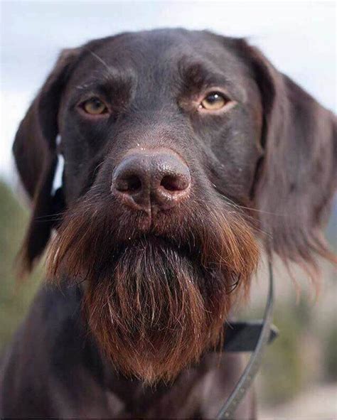 Dog Bearding