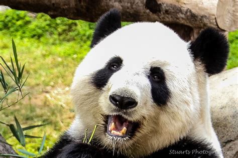 Smiling Panda Panda Panda Bear Animals