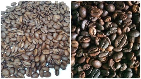 perbedaan kopi arabica  kopi robusta perhatikan kandungan