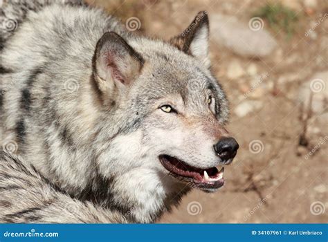 Gray Wolf Face Stock Image Image Of Force Animal Nature 34107961