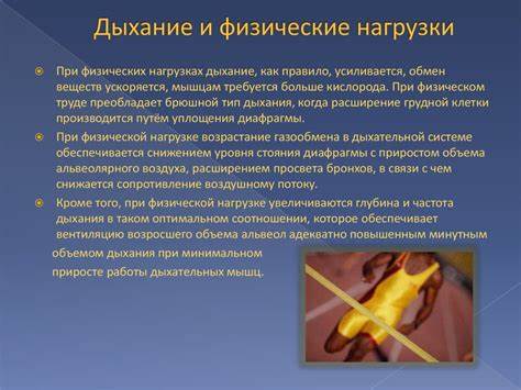 10 диета и физические нагрузки Физические основы деятельности систем дыхания, кровообращения и Физические основы деятельности систем дыхания, кровообращения и 10 диета и физические нагрузки