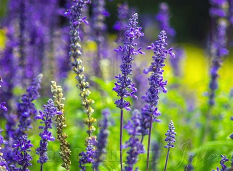 Maybe you would like to learn more about one of these? Flowers-Floral-Blooms | Purple Flowers | Purple flowers ...