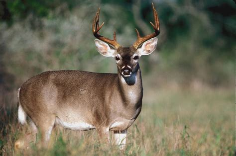 Antlerless and buck deer may be taken only by lawful archery equipment. Texas White-tailed Deer Hunters Can Look Forward to a ...