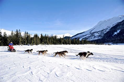 Chasing Adventure Experience The Thrill Of Dog Sledding In Anchorage